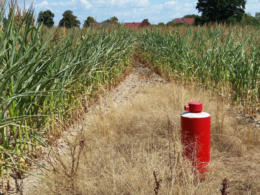 Eine rote Grundwassermessstelle mit Betonsockel auf einem Wiesenstreifen zwischen zwei Maisfeldern.