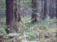 Der Bruchwald steht exemplarisch für seltene und gegenüber anthropogenen Einflüssen empfindlichen Ökosystemtypen in Brandenburg