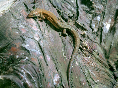 Die braune Waldeidechse sitzt auf einer Holzstubbe und ist von der linken Seite aufgenommen. Der Kopf ist klein und flach und wirkt zierlich im Vergleich zum Körper. 