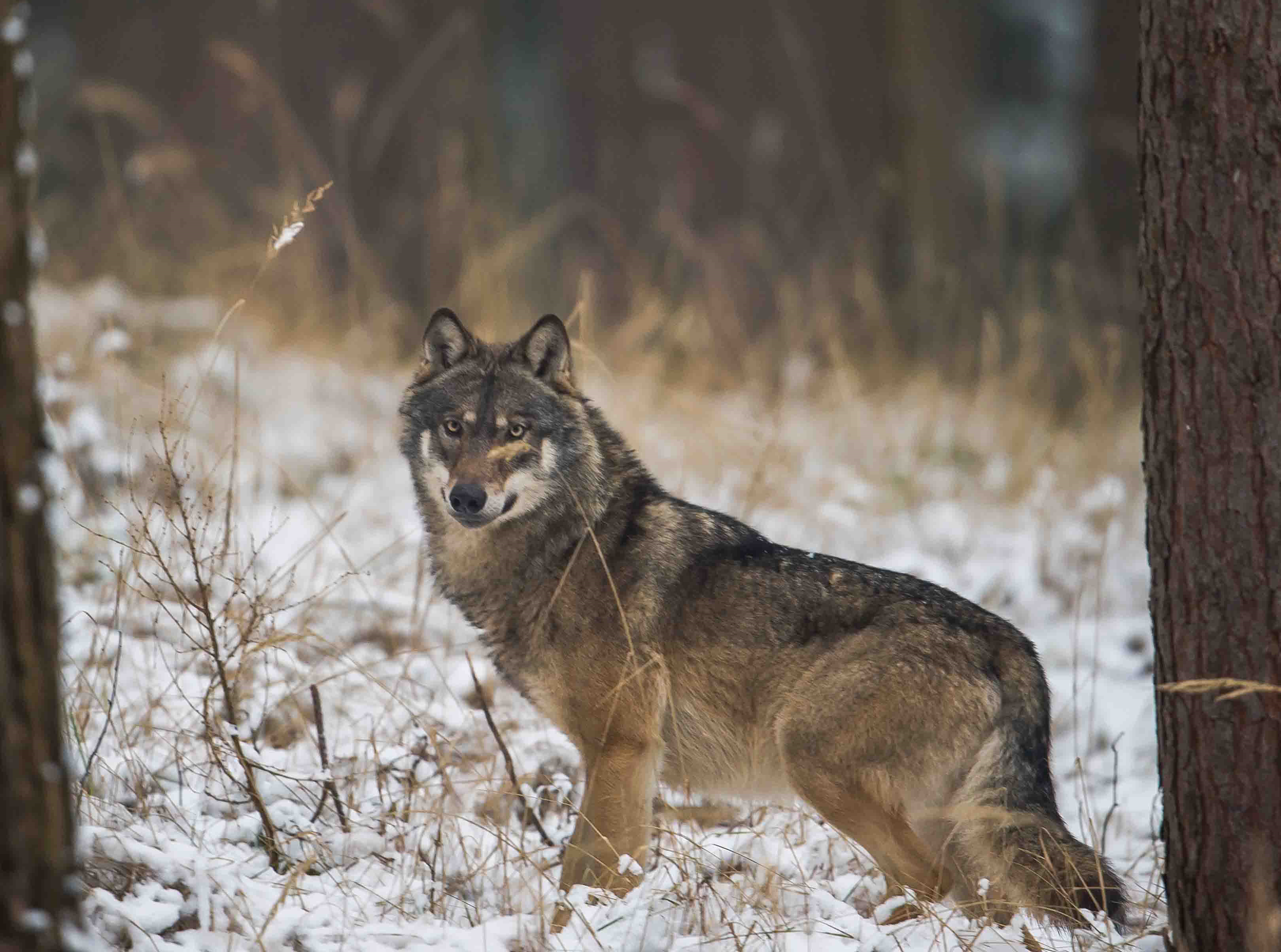 Ein Wolf im Wald im Winter.