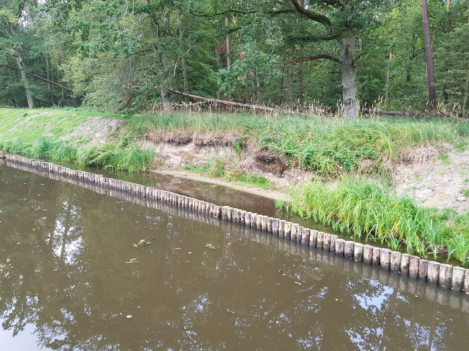 Mittels Pfahlreihe gesicherter und belassener Uferabbruch mit Flachwasserzone Mittels Pfahlreihe gesicherter und belassener Uferabbruch mit Flachwasserzone