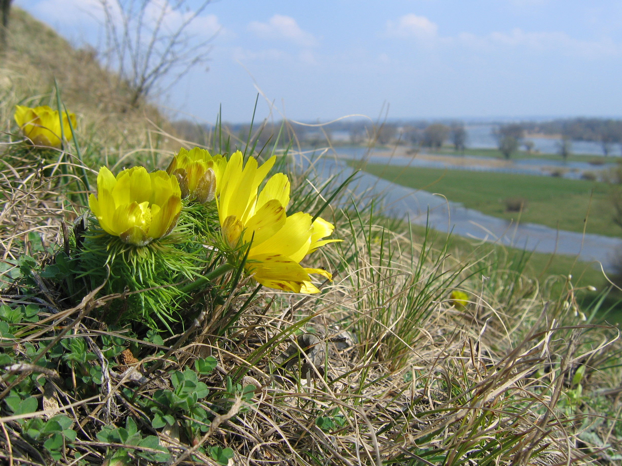 Nahaufnahme eines gelb blühenden Adonisröschens an den Oderhängen bei Lebus im Frühling. Im Bildhintergrund  ist die Oderaue mit Feuchtwiesen, dem Oderstrom, Altarmen und Baumreihen zu erkennen.
