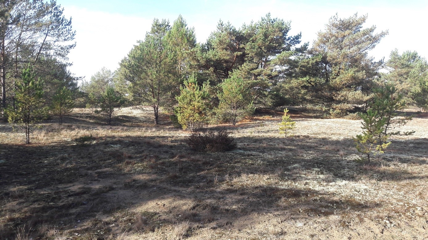 Flechten-Kiefern-Wald mit sandigen Offenstellen und spärlich bewachsene Lichtungsbereiche.