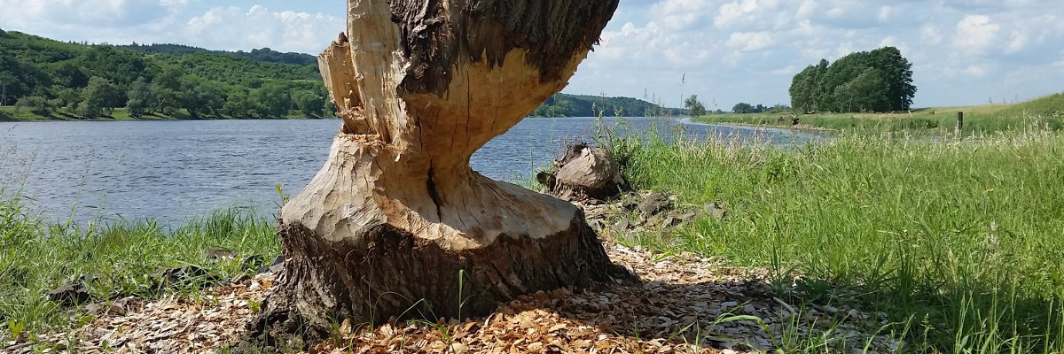 Biberspuren Von einem Biber angenagter Baum