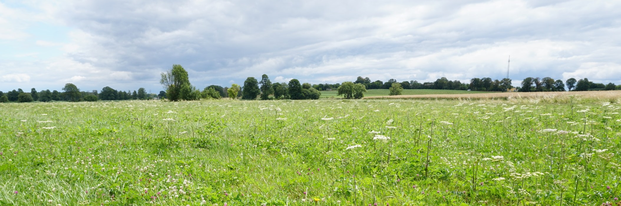 Das Foto zeigt eine blühende Wiese, die im Hintergrund von einem Getreidefeld und einer Baumreihe begrenzt wird.  