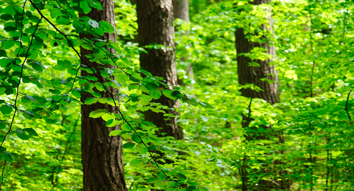 Nahaufnahme von mehreren Baumstämmen im Wald. Sonnenschein fällt durch die leuchtend grünen Buchenblätter. 