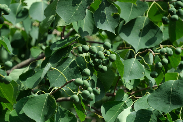 Die Blätter und Samen vom Chinesischen Talgbaum.