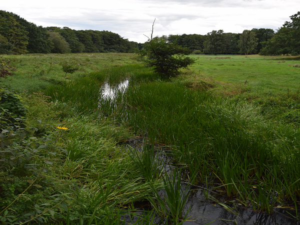 Die Dosse ist in der weiten Wiesenlandschaft zwischen Wittstock und Alt Daber kaum wahrnehmbar, da in diesem Bereich das Gewässer stark verkrautet ist. Im Uferbereich fehlen schattenspendende Bäume und Sträucher. Die Erwärmung des Gewässers hat zu einem übermäßigen Wuchs der Wasserpflanzen geführt.