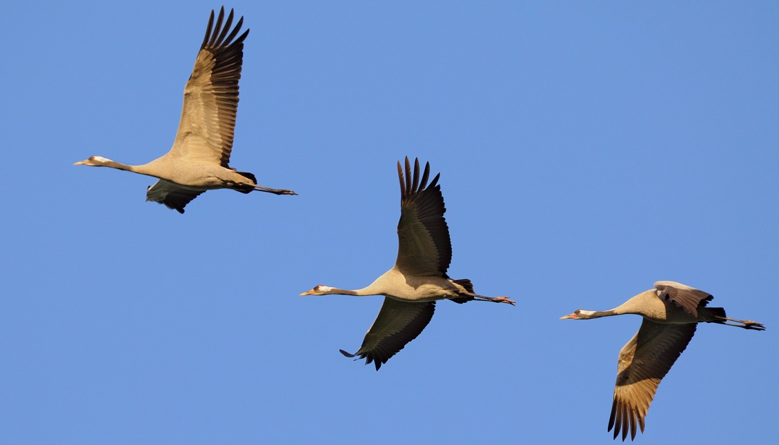 Drei fliegende Kraniche mit ausgebreiteten Schwingen vor blauem Himmel