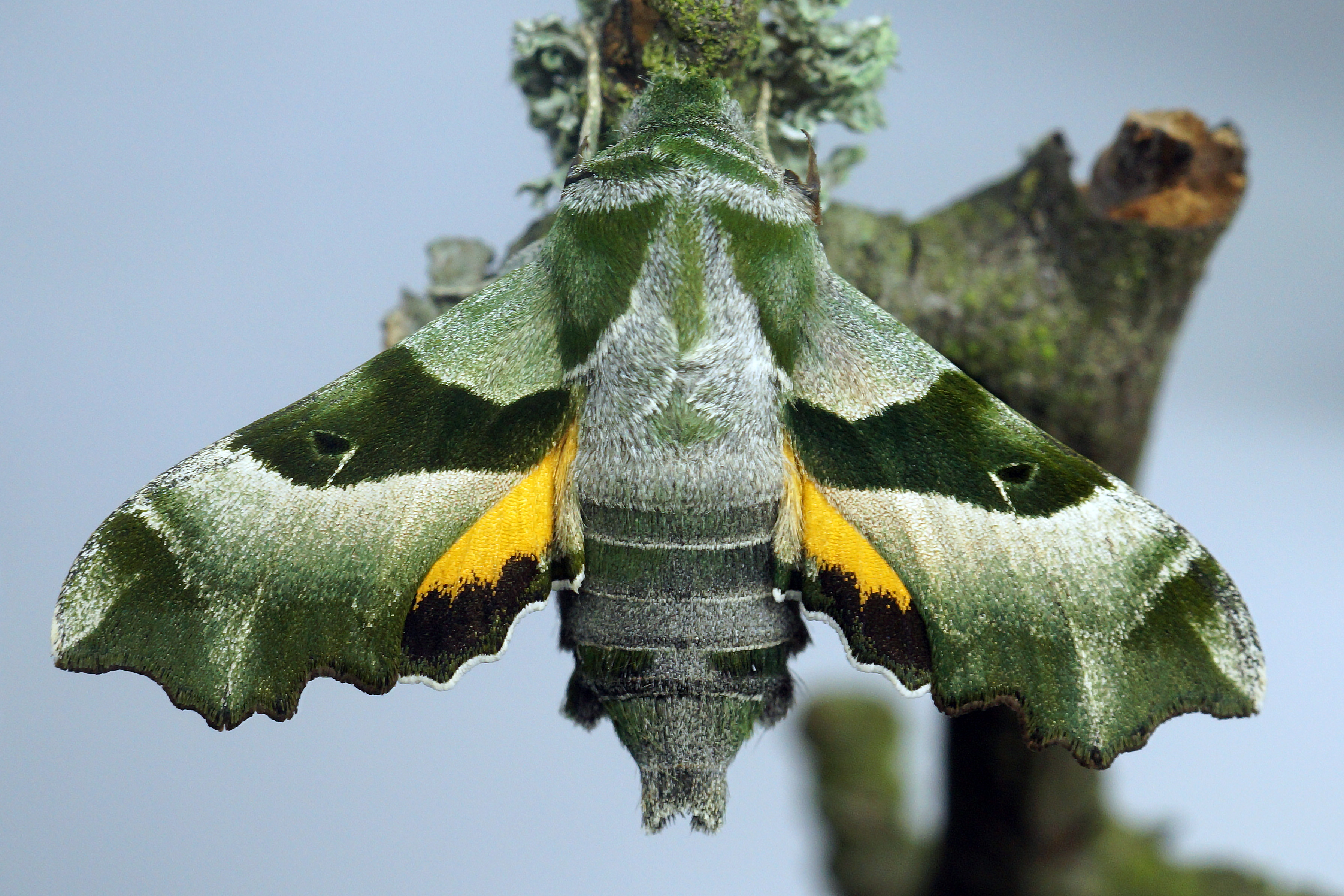 Der Falter ist mit einer Flügelspannweite von 37 bis 45 Millimeter mittelgroß. Die Oberseite der Vorderflügel ist graugrün, wobei die deutlich ausgeprägte Mittelbinde dunkelgrün gefärbt ist. Der ganze Körper ist in verschiedenen Grüntönen gehalten und die Flügelränder sind stark gezackt. Nur die Hinterflügel sind auffallend orange mit einer schwarzen Saumbinde. Die Unterseite ist olivgrün und besitzt eine weiße Mittelbinde. Die Fühler sind schwarz mit weißen Spitzen. 