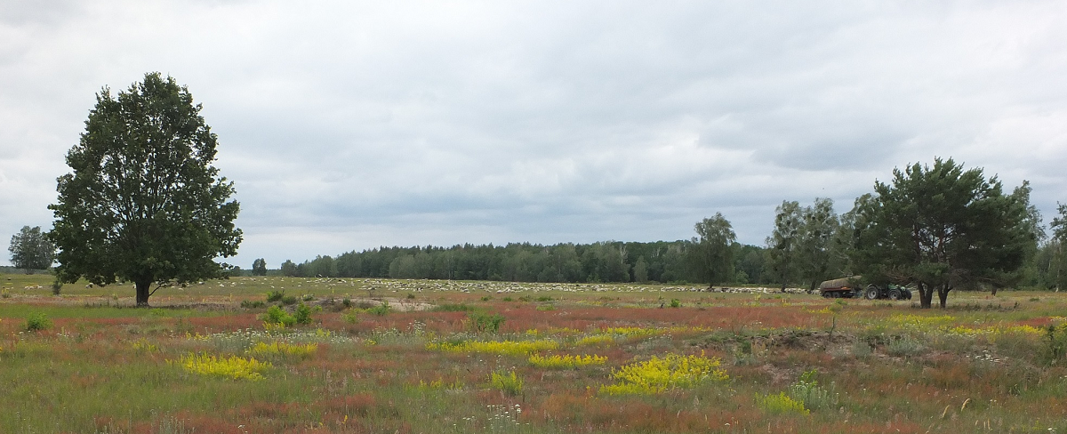 Buntblumige Heide mit Schafen und Zigen