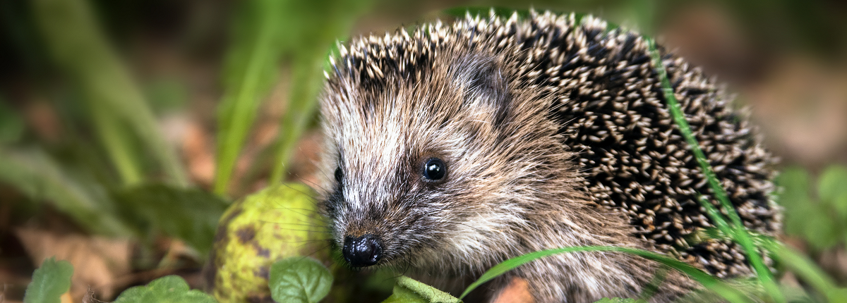Ein junger Igel, der im Herbst nach Futter sucht.