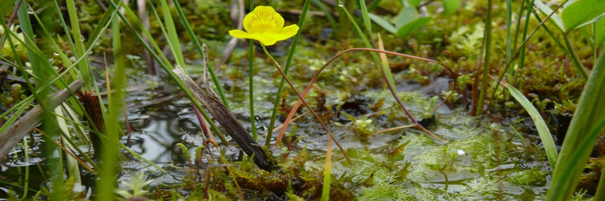 Eine typische Pflanze im Kalkmoor ist der gelb blühende Wasserschlauch. Die gelbe Blüte des Mittleren Wasserschlauchs ähnelt auf dem ersten Blick einer Orchidee, gehört aber zur Gattung der fleischfressenden Pflanzen. 