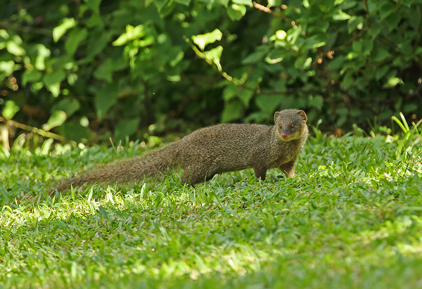 Ein Kleiner Mungo mit seinem charakteristischen olivbraunen Fell.