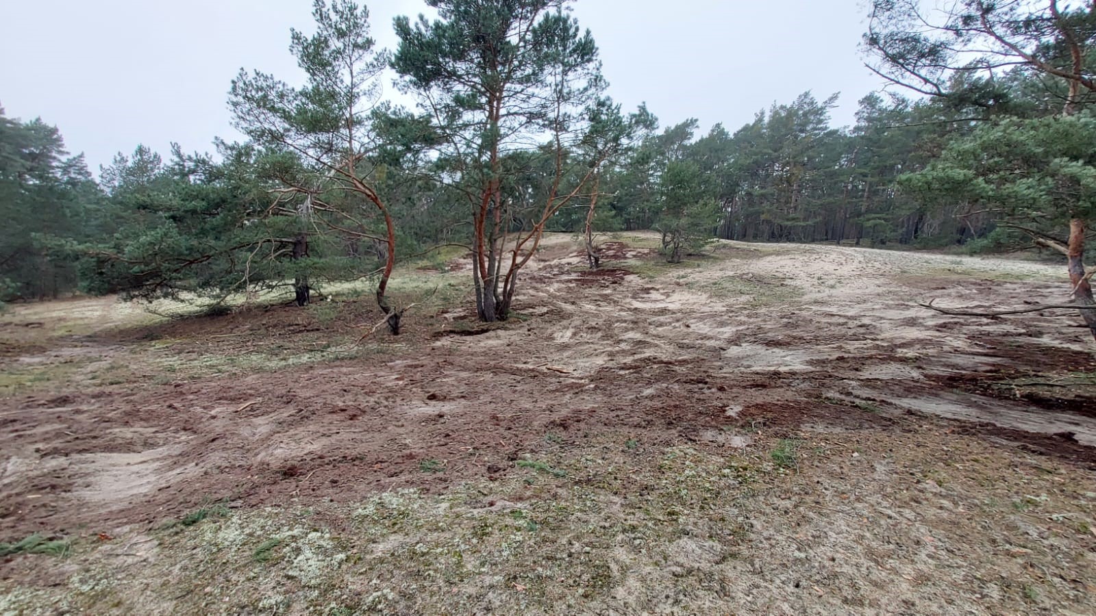 offene, sandige Erhebung mit einzelnen größeren Kiefern inmitten eines Kiefernwaldes.