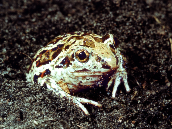 Die Knoblauchkröte ist frontal aufgenommen schaut zur Hälfte aus dem lockeren Boden raus. Sie hat eine graubraune Grundfarbe mit braunen länglichen Flecken auf dem Rücken und roten Punkten. Die Pupille ist senkrecht und die Iris golden mit schwarzen Sprenkeln. 