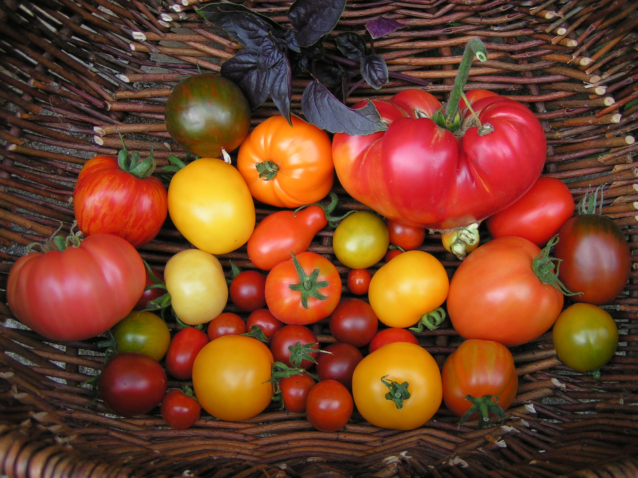 Tomatenpflanzbörse