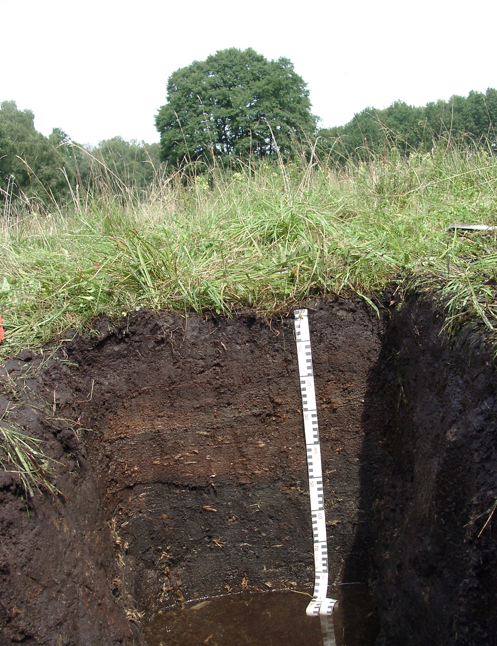 Das Bild zeigt eine Nahaufnahme eines Moorbodenprofils mit seinen ver-schiedenen Bodenhorizonten, die verschiedene Bereiche voneinander ab-grenzen.