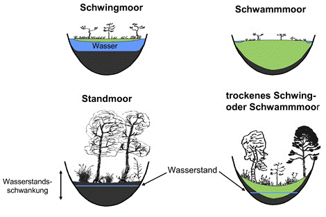 Die Grafik zeigt den Wasserstand eines Schwingmoores, eines Schwammmoores, eines Standmoors und eines trockenen Schwing- oder Schwammoors