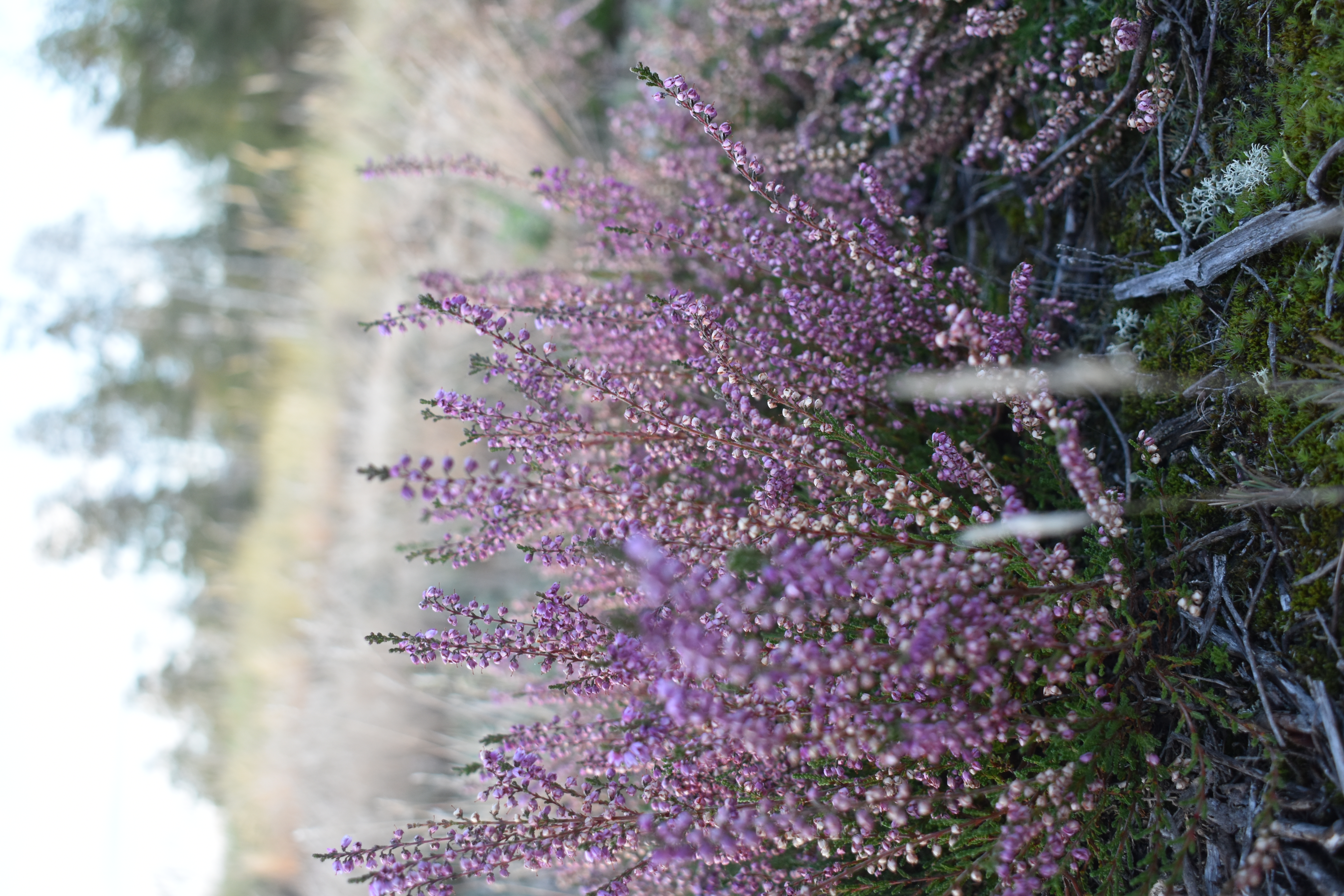 Focus Heide