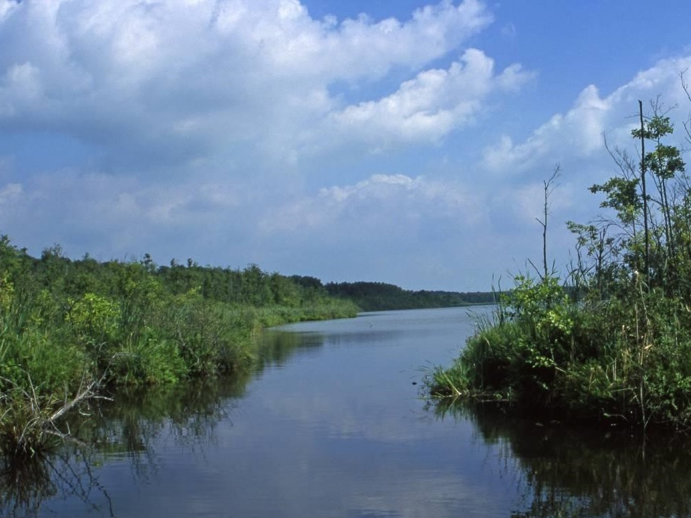 Foto eines Gewässers mit natürlichen Uferrandbereich.
