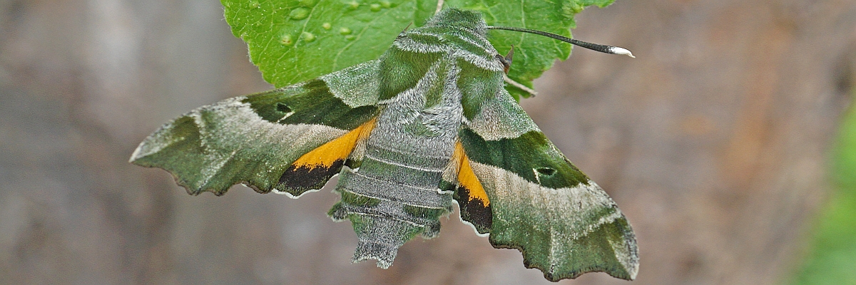 Der Falter ist mit einer Flügelspannweite von 37 bis 45 Millimeter mittelgroß. Die Oberseite der Vorderflügel ist graugrün, wobei die deutlich ausgeprägte Mittelbinde dunkelgrün gefärbt ist. Der ganze Körper ist in verschiedenen Grüntönen gehalten und die Flügelränder sind stark gezackt. Nur die Hinterflügel sind auffallend orange mit einer schwarzen Saumbinde. Die Unterseite ist olivgrün und besitzt eine weiße Mittelbinde. Die Fühler sind schwarz mit weißen Spitzen. 