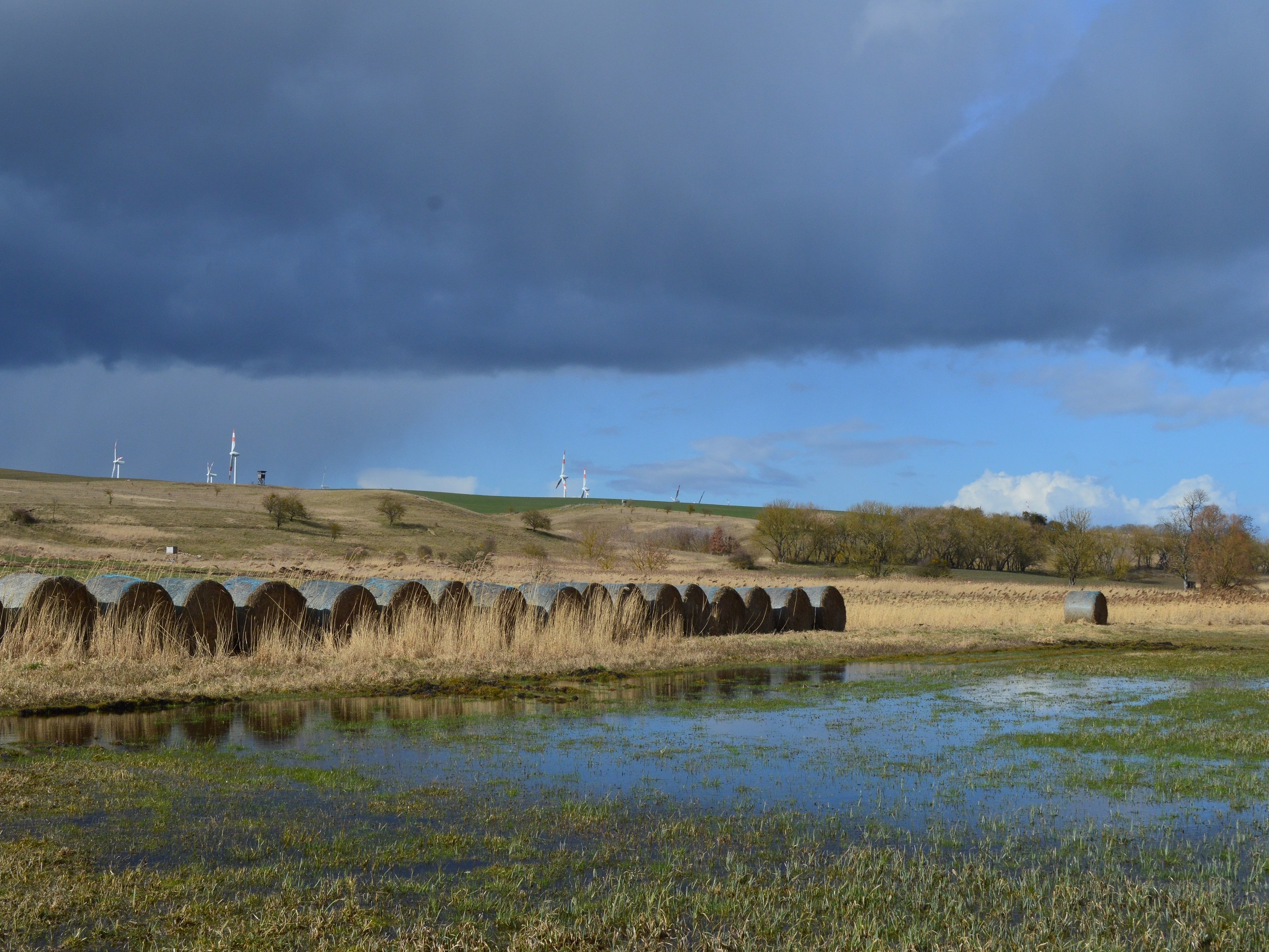 Das Bild zeigt im Vordergrund eine nasse Moorfläche, im Hintergrund landwirtschaftlich gepresste Ballen im Randowbruch.