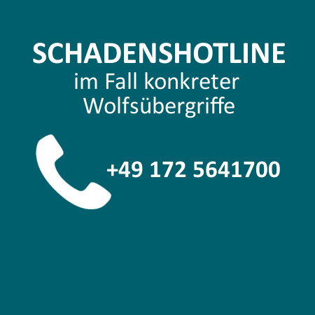 Schadenshotline im Fall konkreter Wolfsübergriffe +49 1725641700