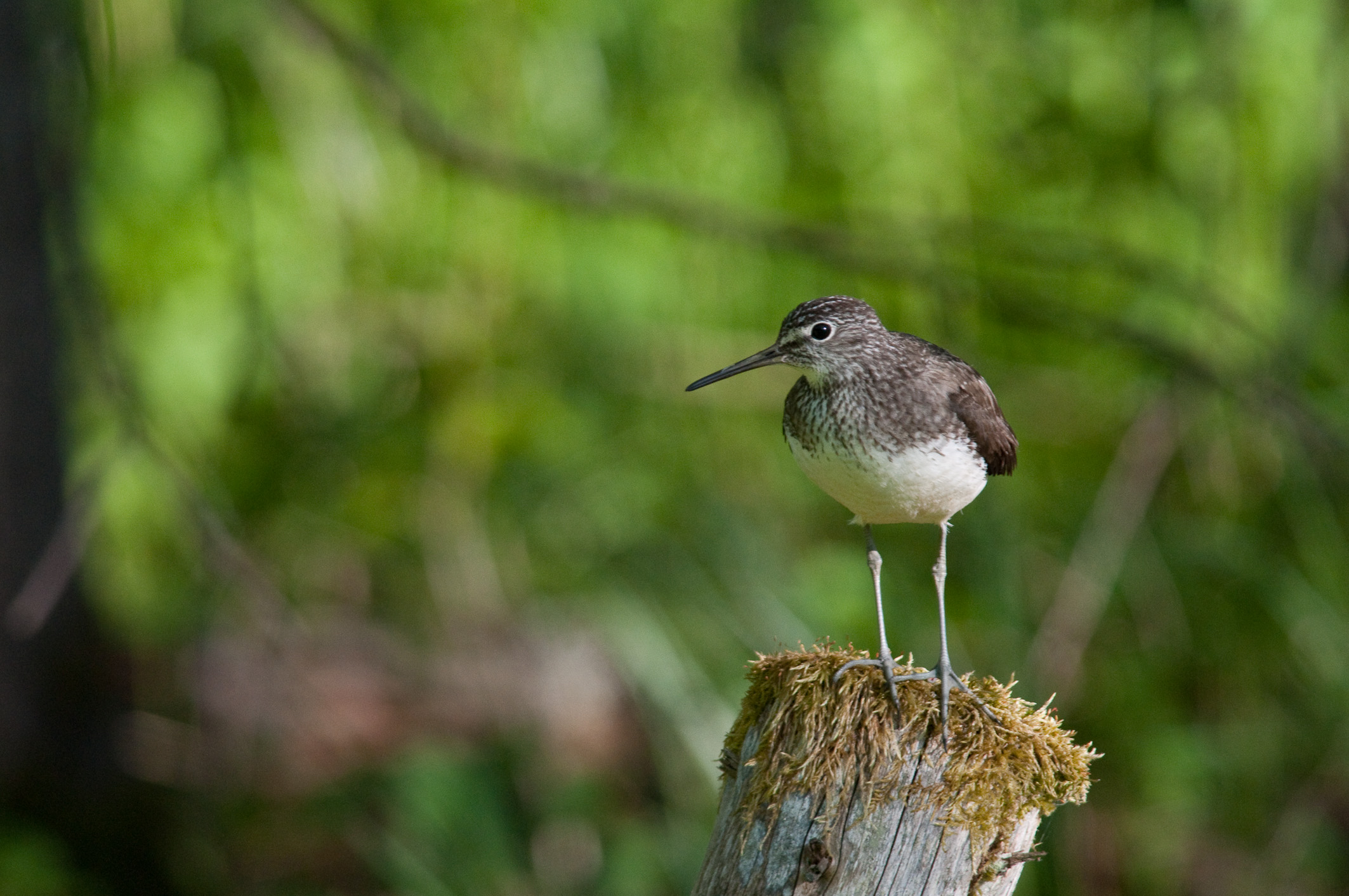 Waldwasserläufer Ein einzelner Vogel thront auf einem moosbedeckten Baumstumpf vor einem verschwommenen grünen Hintergrund. Der Vogel hat ein graubraunes Gefieder mit dunklen Flecken und einem weißen Bauch. Er hat lange, dünne Beine und einen langen, dunklen Schnabel. Der Vogel blickt nach links aus dem Bild.