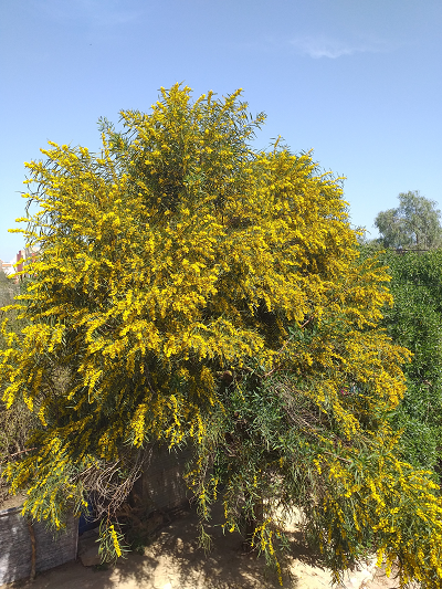 Der Strauch einer Weidenblatt-Akazie mit gelber Blüte.