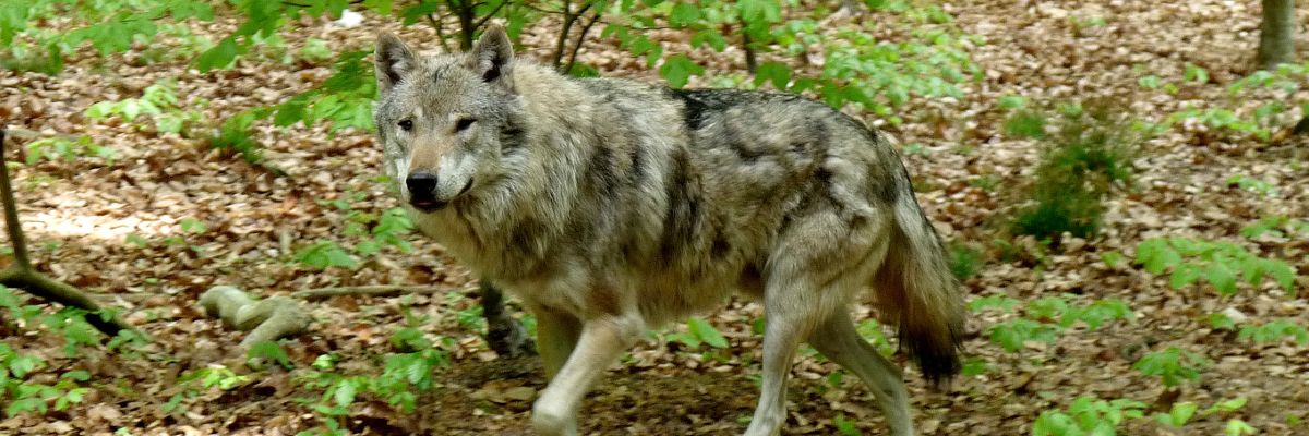 Wolf Ein Wolf läuft durch das Gelände im Wildtiergehege Kunsterspring.