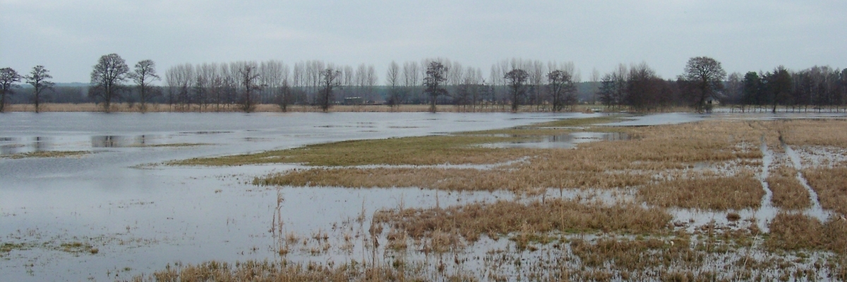 Zu sehen ist ein Feld mit Grasbewuchs, welches komplett überschwemmt ist. Im Hintergrund befinden sich an der Feldkante Bäume. 
