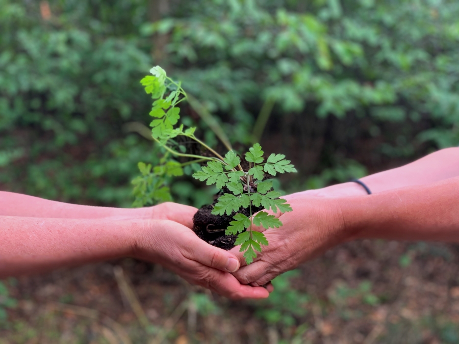 Zwei Paar Hände halten zusammen einen kleinen Haufen Boden mit einer jungen Krautpflanze.