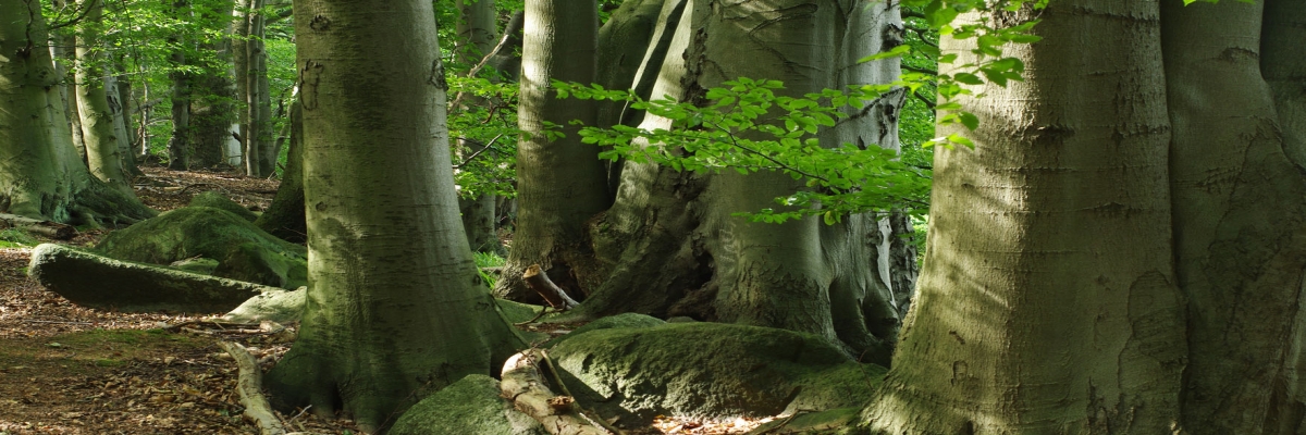 Ausschnitt des unteren Stammbereiches eines naturnahen Buchenwaldes mit Biotopbäumen und Totholz. Der Boden ist mit einer Laubschicht bedeckt. Zwischen den Bäumen befinden sich moosbewachsene Findlinge.