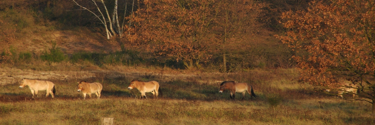 Eine Gruppe von 5 Przewalskipferden zieht in einer Reihe (von rechts nach links) durch die herbstliche Landschaft der Döberitzer Heide. Im Hintergrund zeichnen sich die weißen Stämme einer Birkengruppe ab, die umstehenden Eichen tragen noch ihr welkes Laub. 