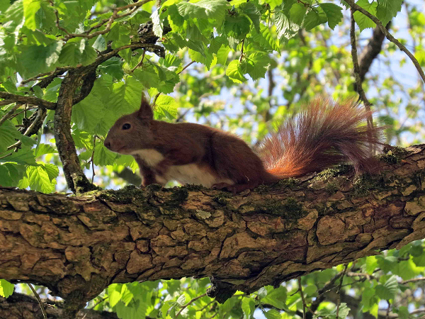Ein rotbraunes Eichhörnchen mit buschigen sitzt auf einem Ast.