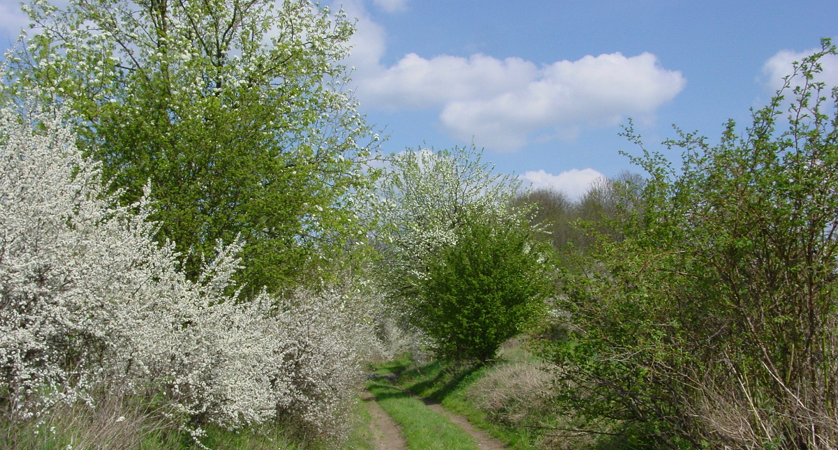 Ein Feldweg schlängelt sich durch eine üppige grüne Landschaft, gesäumt von blühenden Bäumen und Sträuchern unter einem blauen Himmel mit weißen Wolken.