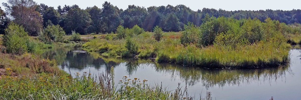 Ein naturnaher strukturreicher Fluss schlängelt sich durch eine Landschaft mit Sträuchern, Wiesen und Bäumen in Brandenburg