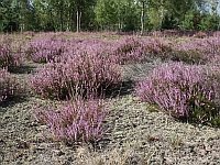 Ausschnitt einer spätsommerlichen Heidekrautlandschaft mit Calluna vulgaris. Einzelne Horste des kräftig lila blühenden Heidekrautes stehen im Kontrast zu dem Birkenwäldchen im Bildhintergrund.
