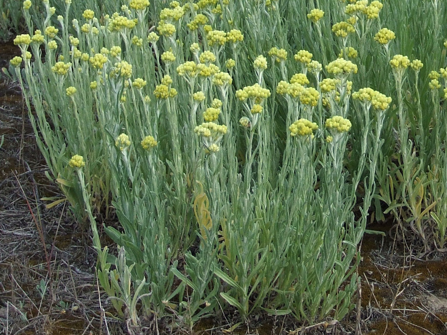 Eine Fläche aus mehreren Sträuchern Sand-Strohblume (Helichrysum arenarium).