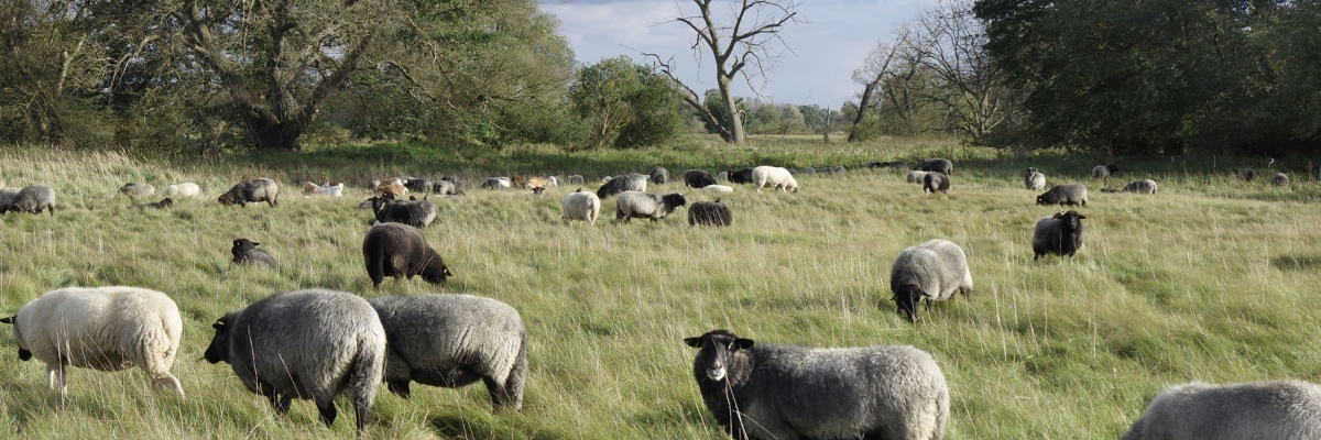 Eine Herde von Schafen weidet im Deichvorland der Oderaue. Es ist Herbst.  Im Hintergrund sind Auengehölze - teils belaubt, teils abgestorben - sichtbar.