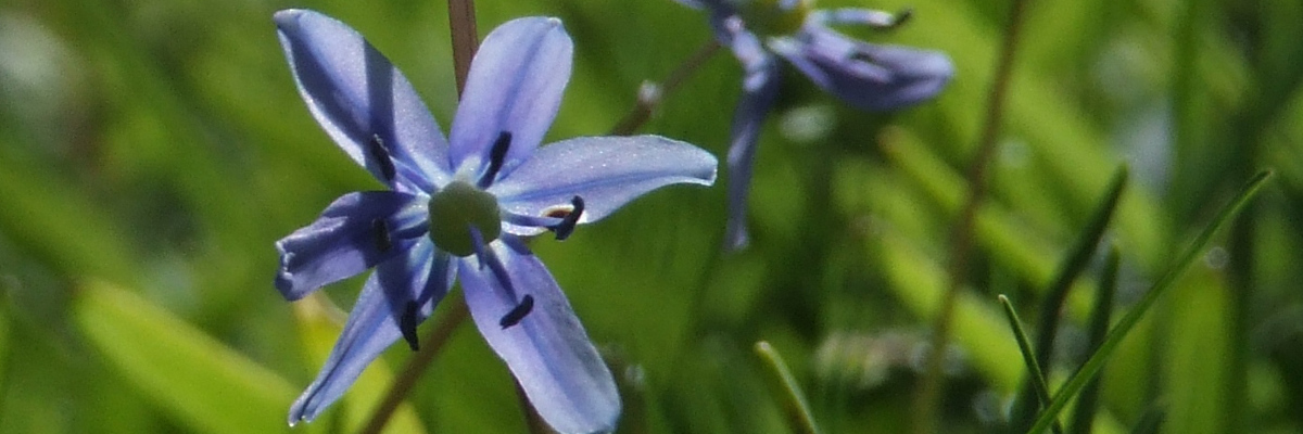 Ein Blaustern (Scilla amoena) auf einer Wiese.
