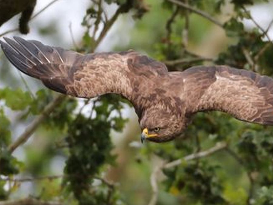 Ein Schreiadler fliegt mit ausgebreiteten Flügeln herab vor dem Geäst eines Baumes