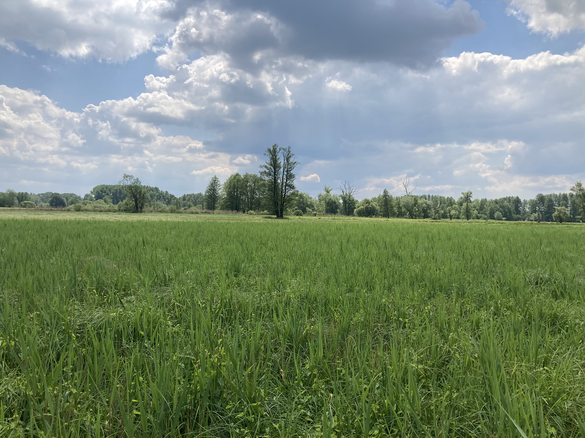 Eine Moorwiese und Bäume im Hintergrund mit großen Wolken am Himmel.