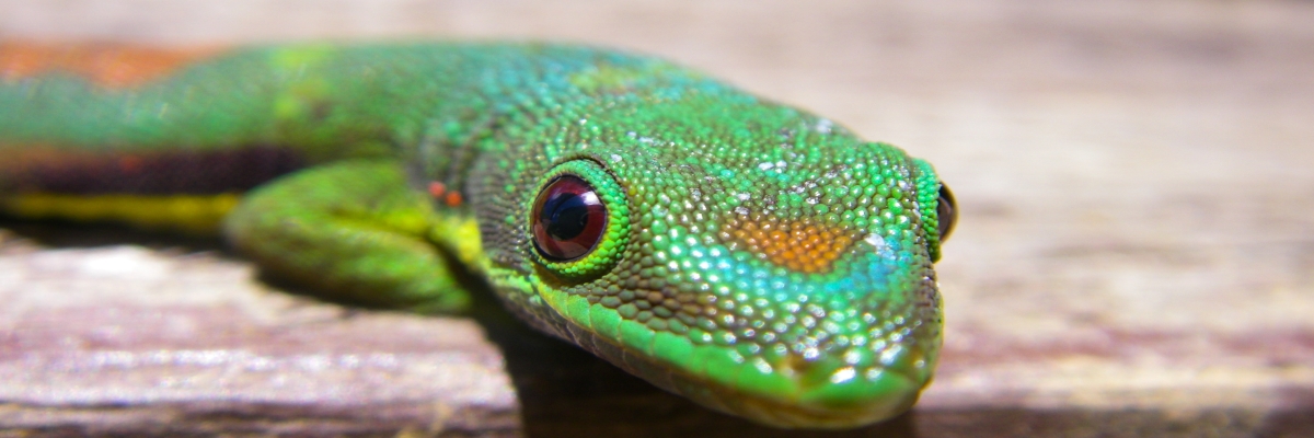Ein Taggecko schaut direkt in die Kamera. Der Gecko ist grün.