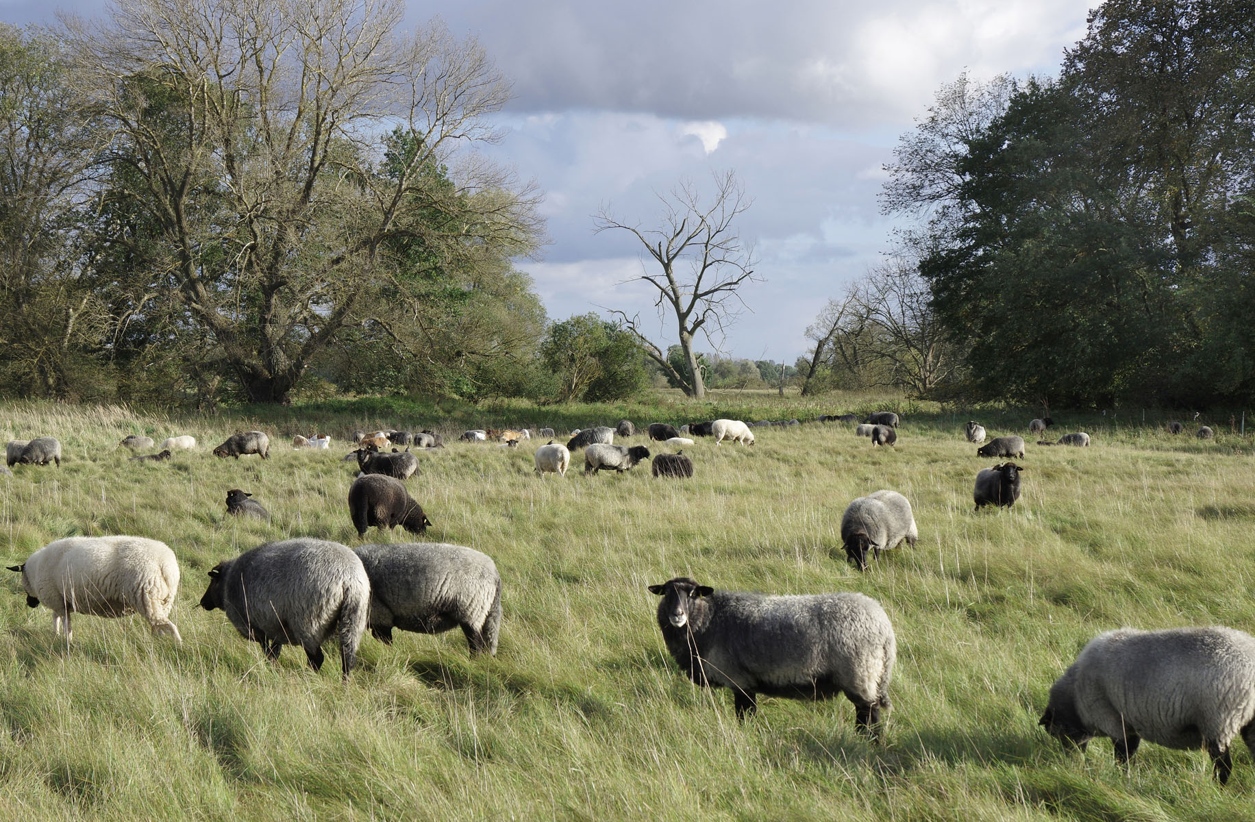 Eine Herde von Schafen weidet im Deichvorland der Oderaue. Es ist Herbst. Im Hintergrund sind Auengehölze - teils belaubt, teils abgestorben - sichtbar.