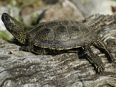 Ein europäisches Sumpfschildkrötenmännchen liegt auf einem Baumstamm.
