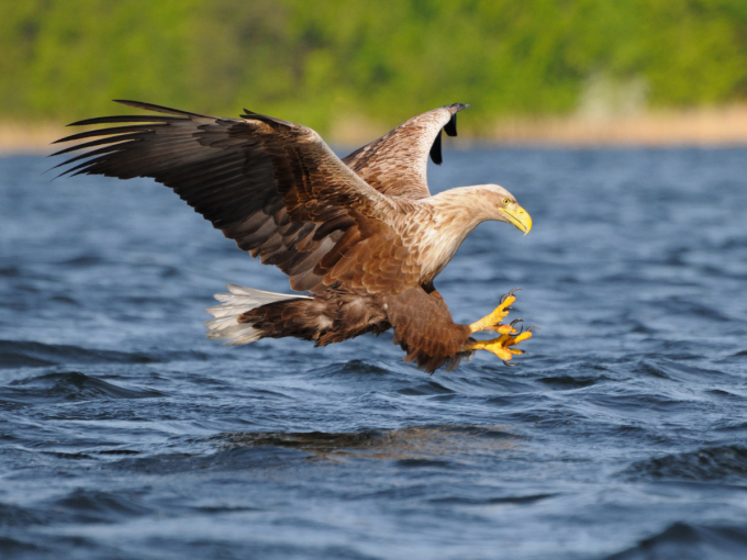Ein Seeadler befindet sich im Flug kurz über der Wasseroberfläche und streckt die krallenbewehrten Füße nach vorne, um seine Beute zu greifen.