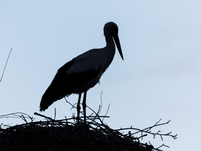Silhouette eines Weißstorches, gegen das Licht fotografiert.
