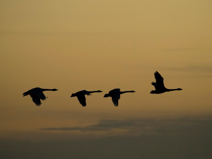 Die schwarzen Silhouetten von vier fliegenden Singschwänen am orangenen Abendhimmel 
